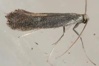 Tinagma ocnerostomella