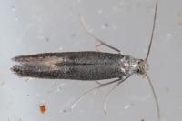 Tinagma ocnerostomella