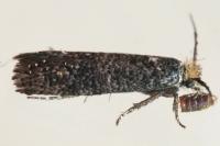 Ochsenheimeria urella
