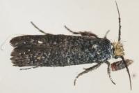 Ochsenheimeria urella
