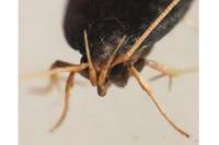 Homaloxestis