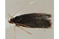 Homaloxestis