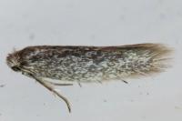 Urodeta hibernella