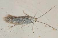Urodeta hibernella