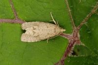 Epiblema grandaevana