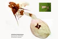 Epiblema grandaevana