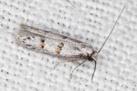 Symmocoides oxybiella