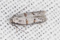 Symmocoides oxybiella