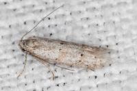 Symmocoides oxybiella