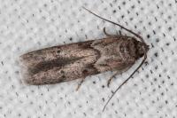 Blastobasis glandulella