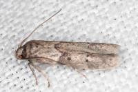 Blastobasis glandulella