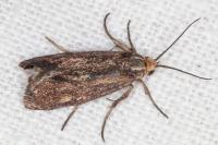 Brachodes funebris