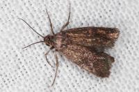 Brachodes funebris