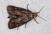 Brachodes funebris