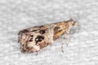 Tebenna micalis