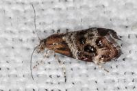 Tebenna micalis