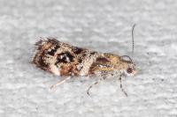 Tebenna micalis
