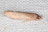 Limnaecia phragmitella