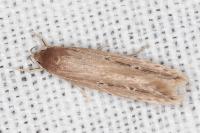 Limnaecia phragmitella