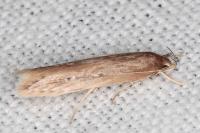 Limnaecia phragmitella