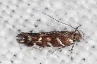 Vulcaniella