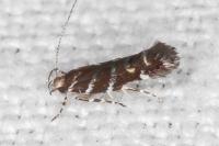 Vulcaniella