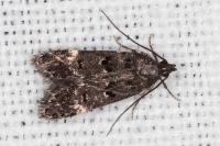 Dichomeris alacella