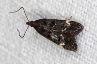 Dichomeris alacella