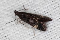 Dichomeris alacella