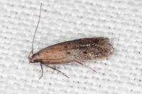 Stomopteryx