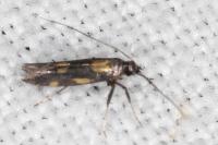 Euspilapteryx auroguttella