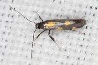 Euspilapteryx auroguttella