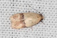Odites kollarella