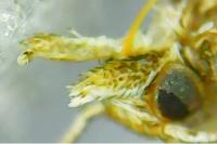 Alucita zonodactyla