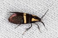 Dasycera oliviella