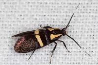 Dasycera oliviella