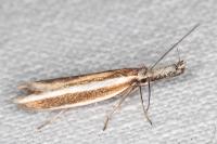 Pleurota aristella