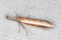 Pleurota aristella