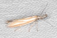 Pleurota honorella/tabelli