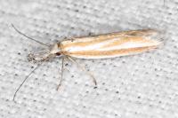 Pleurota honorella/tabelli