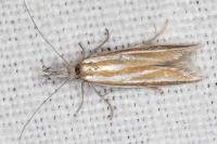 Pleurota honorella/tabelli