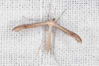 Stenoptilia