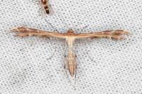 Oxyptilus