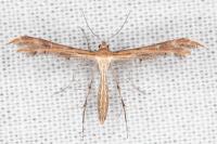 Oxyptilus