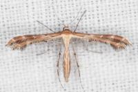 Oxyptilus