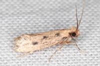Anomalotinea liguriella