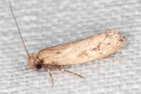 Anomalotinea liguriella