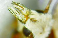 Alucita grammodactyla