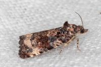Endothenia gentianaeana