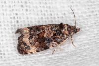 Endothenia gentianaeana